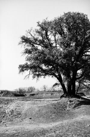 Primary view of [Photograph of a tree in a field of dirt]