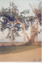Photograph: Photograph of banyan trees