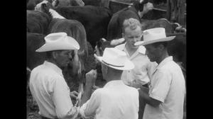 Primary view of [News Clip: Cattle ranchers]