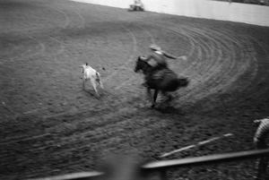 Primary view of [Calf roping at a rodeo event]