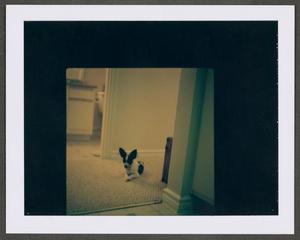 Primary view of [A dog laying in a hallway]