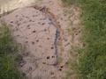 Photograph: [Animal tracks in dirt at Big Bend, 3]