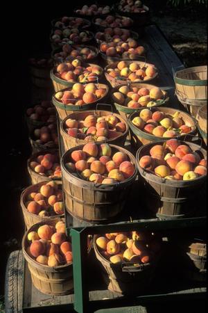 Primary view of [Peaches in baskets]