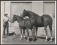 Photograph: [A woman standing near two horses at a livestock show]