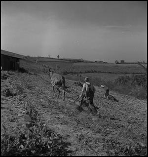Primary view of [A walking plow being used on a field]
