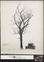 Photograph: [Winter Scene with Bulldozer and Attached Poem]
