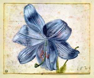 Primary view of Study of a Lily
