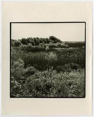 Primary view of [Photograph of a field of weeds]